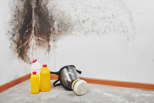 Best Commercial Mold Remediation in Triangle, VA