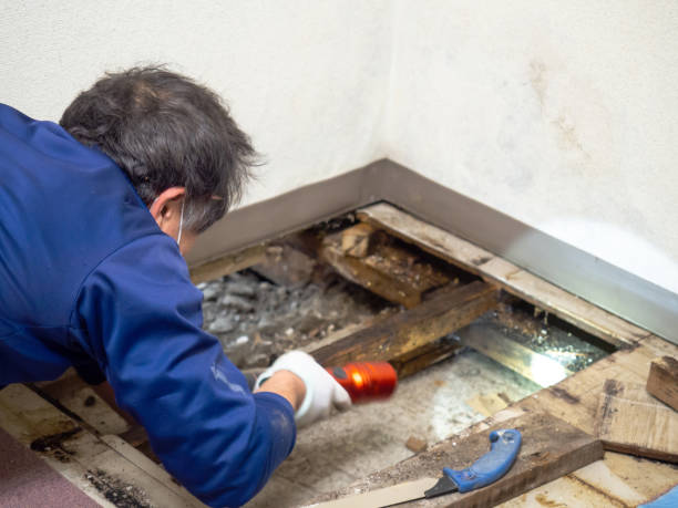 Best Mold Remediation for Schools in Triangle, VA