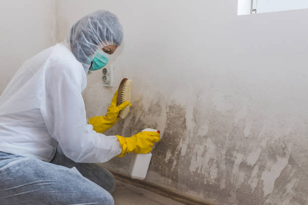 Best Health and Safety Mold Remediation in Triangle, VA