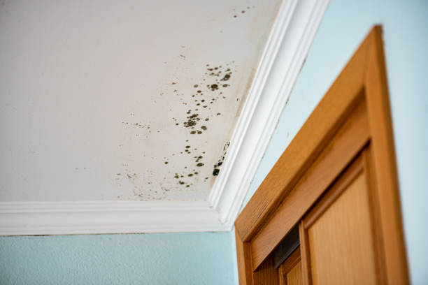 Best DIY Mold Remediation Support Services in Triangle, VA