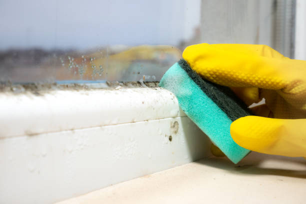 Best Post-Flood Mold Remediation in Triangle, VA
