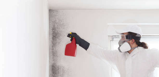 Best Industrial Mold Remediation in Triangle, VA