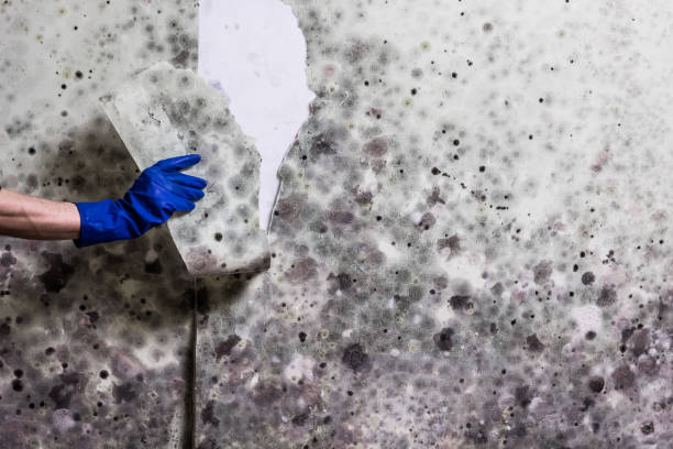Best Kitchen Mold Remediation in Triangle, VA