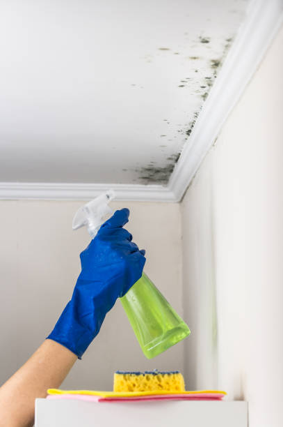 Best White Mold Remediation in Triangle, VA