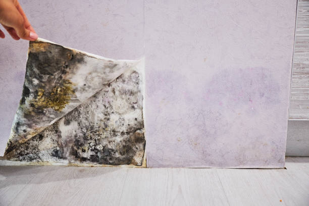 Best Localized Mold Remediation (e.g., coastal areas, humid climates) in Triangle, VA